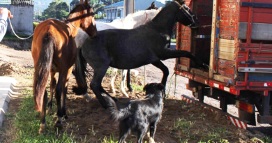 À partir de 15/01/2021 animais soltos nas vias públicas serão apreendidos À partir de 15/01/2021 animais soltos nas vias públicas serão apreendidos